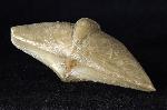 Cyrtospirifer rudkinensis (LJASCHENKO 1959) - Bild © FossNet FossilienStore